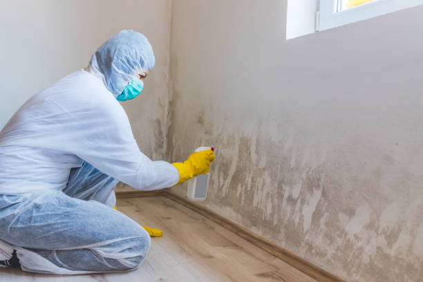 Licensed Mold Inspection service in Roselle, IL - WQB Mold Removal